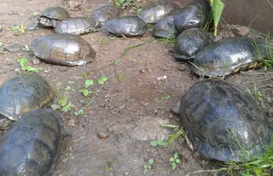 El parque ecoturístico oculto en Edomex para acampar y convivir con tortugas en su hábitat natural