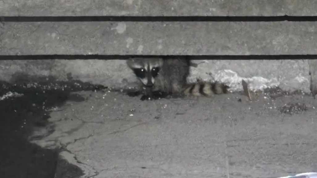 Vecinos descubren a mapache y activan rescate en San Pedro Garza García