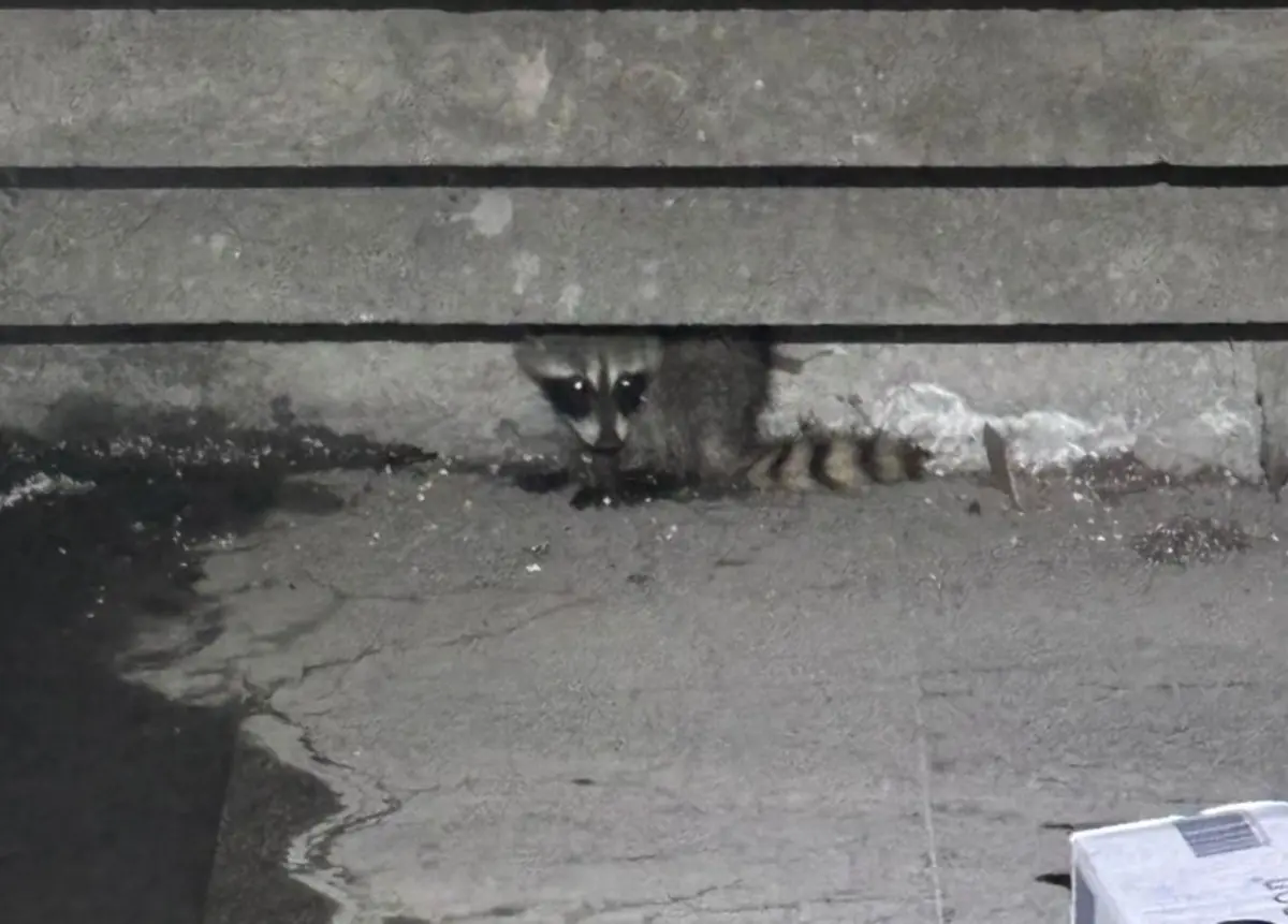 El crecimiento urbano ha provocado que especies como el mapache se vean obligadas a adaptarse a nuevos entornos. Foto: Protección Civil de Nuevo León.