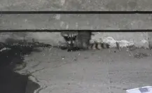 Vecinos descubren a mapache y activan rescate en San Pedro Garza García