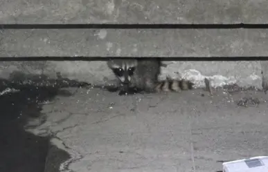Vecinos descubren a mapache y activan rescate en San Pedro Garza García