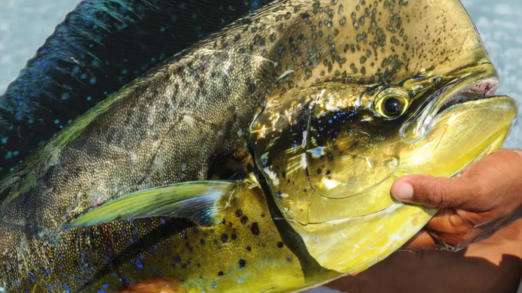 Los mejores lugares para pescar dorado en Los Cabos y vivir una gran experiencia