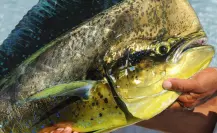 Los mejores lugares para pescar dorado en Los Cabos y vivir una gran experiencia