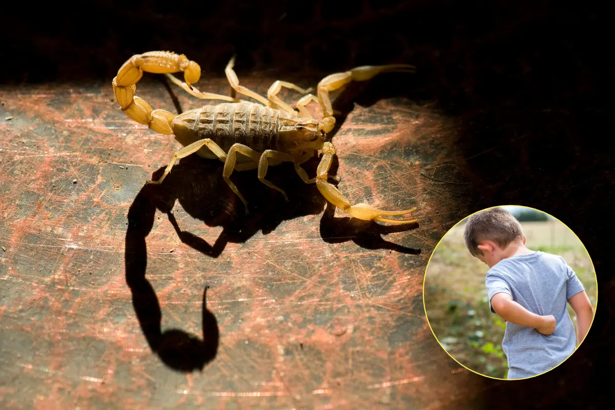 Los alacranes suelen ocultarse en lugares oscuros, húmedos o con abundante vegetación y escombros. Además, buscan alimento como cucarachas y arañas, por lo que pueden ingresar a las viviendas./Foto: Canva