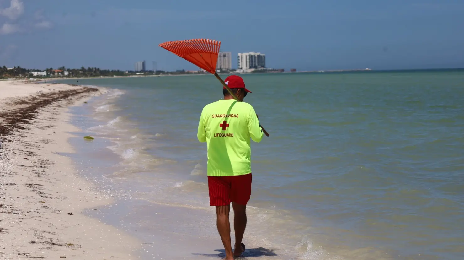 ¿Qué tipo de fauna marina fue detectada en Progreso? Foto: Canva | Ayuntamiento de Progreso