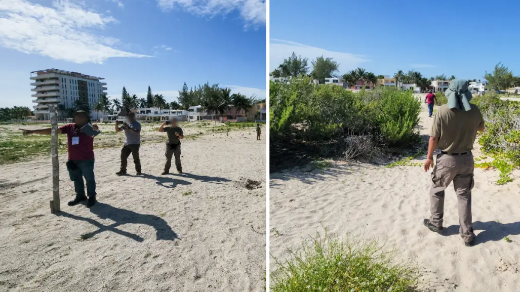 Sigue el desmonte en Sisal: Profepa detecta devastación en dunas y matorral costero