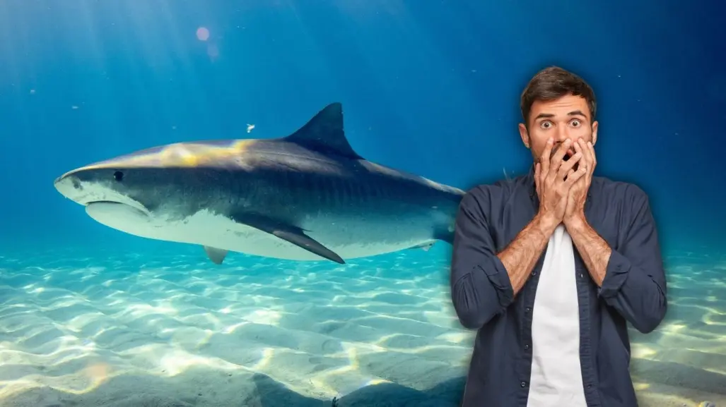 ¿Has visto tiburones en las playas de Yucatán? Conoce qué especies habitan estas aguas