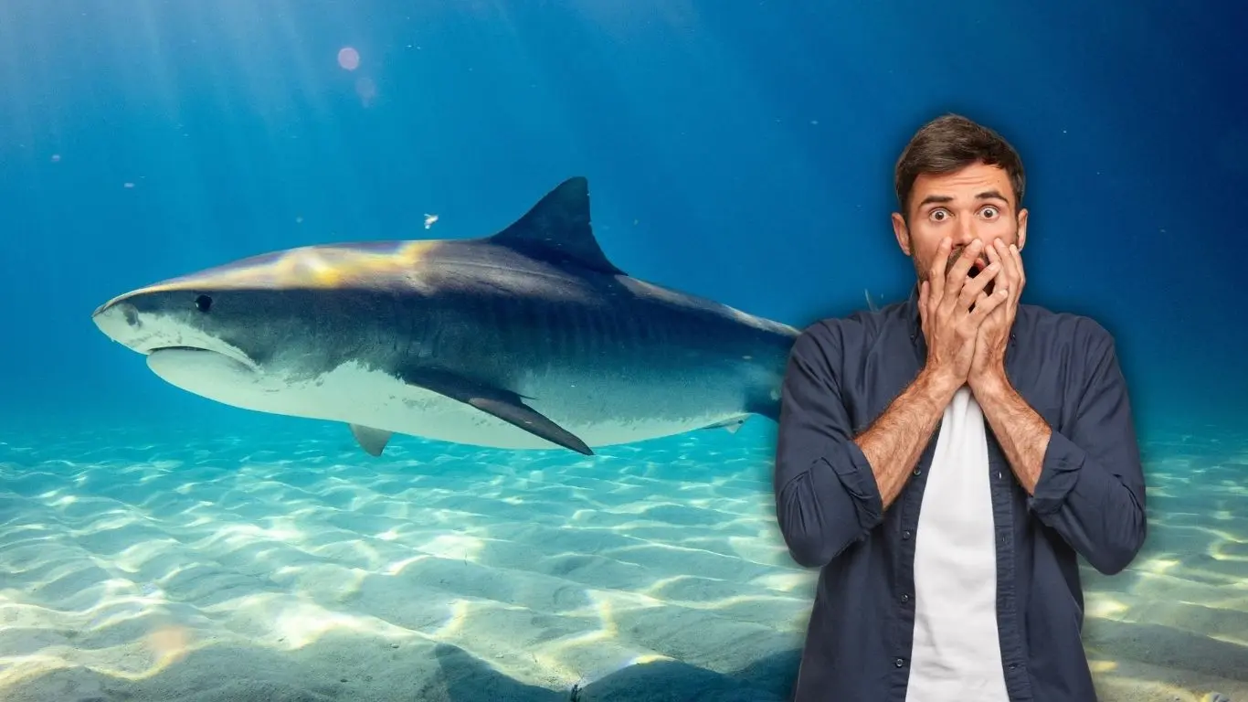 ¿Qué especies de tiburones habitan en aguas yucatecas?. Foto: Canva / Adity Cupil