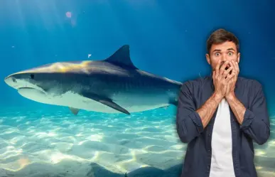 ¿Has visto tiburones en las playas de Yucatán? Conoce qué especies habitan estas aguas