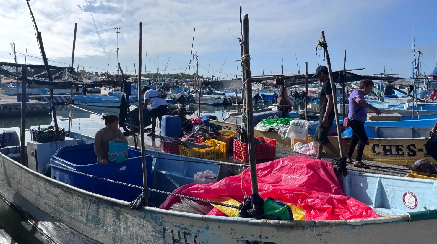 ¿Cuál es la importancia de la captura del pulpo en Yucatán?. Foto: Alejandra Vargas