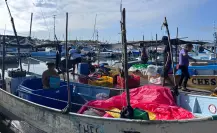Arranca la captura de pulpo en Yucatán