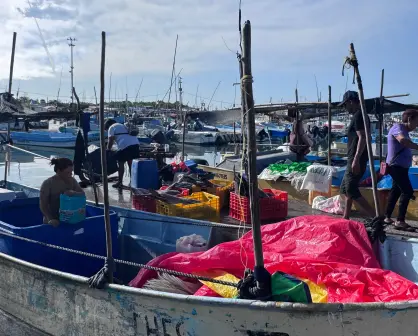 Arranca la captura de pulpo en Yucatán
