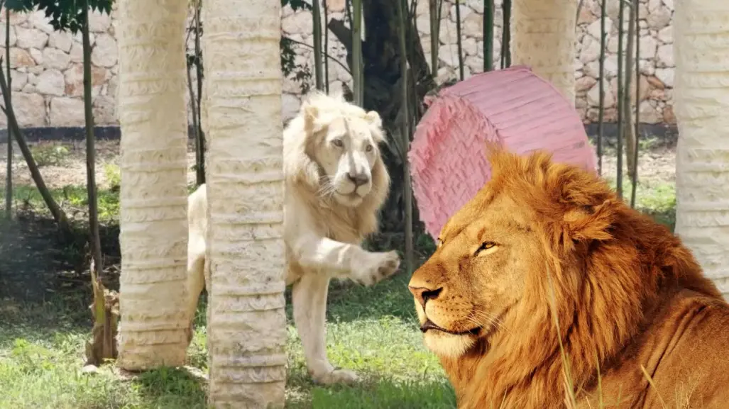 Los felinos más impresionantes del Felinario Animaya