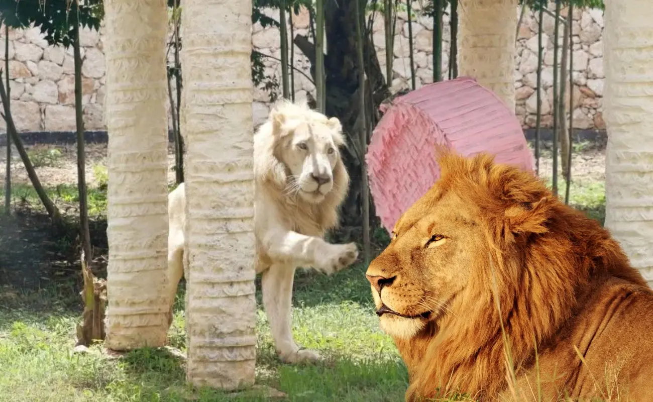 ¿Qué especies de felinos se pueden ver en el felinario? Foto: Canva | Yucatán Travel