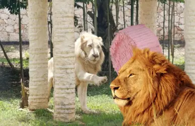 Los felinos más impresionantes del Felinario Animaya
