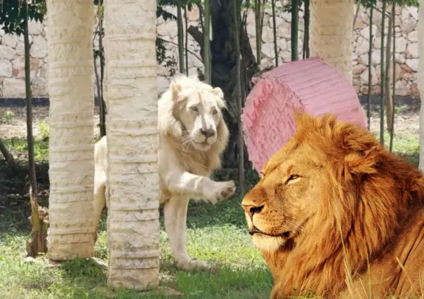 Los felinos más impresionantes del Felinario Animaya