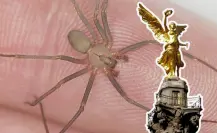 Araña violinista en CDMX: aumentan en las casas durante lluvias y así puedes prevenir su mordedura