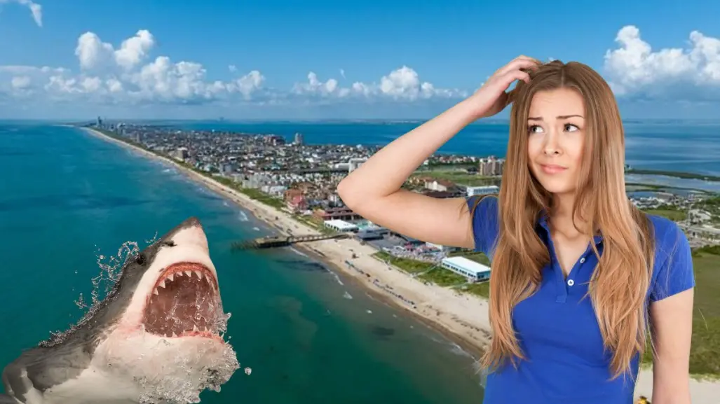 ¿Es seguro nadar en Isla del Padre? El tiburón rescatado por turistas regiomontanos desata preguntas