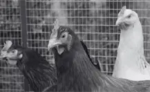 Presuntos sacrificios de animales en cerro de Atizapán movilizan a autoridades y activistas del Edomex