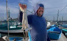 Pesca de pulpo en Yucatán: mal inicio de temporada, piden redoblar vigilancia contra el furtivismo