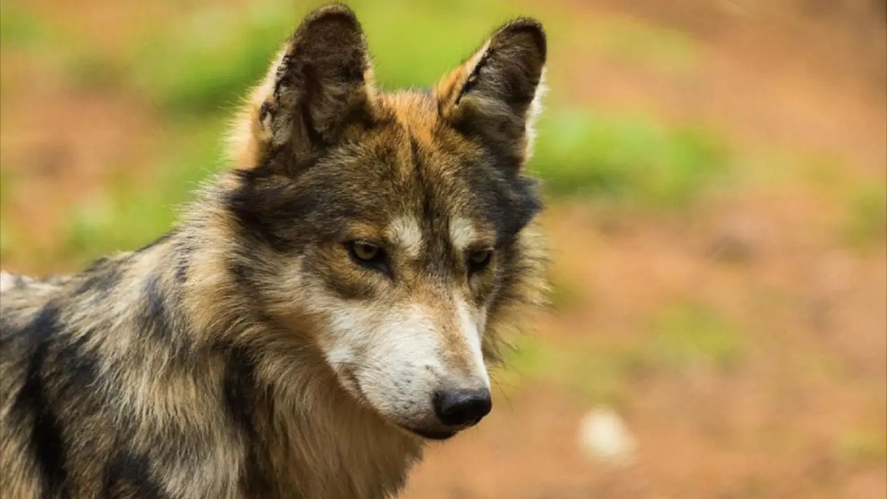 Edomex protege al lobo mexicano con 23 ejemplares bajo programas especializados. Foto: @edomexinforma_