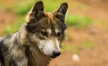 Edomex protege al lobo mexicano con 23 ejemplares bajo programas especializados