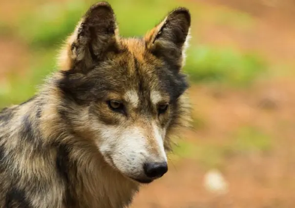 Edomex protege al lobo mexicano con 23 ejemplares bajo programas especializados