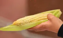 Feria del Elote y el Maíz 2025 Edomex: estos artistas se presentarán en Tonanitla