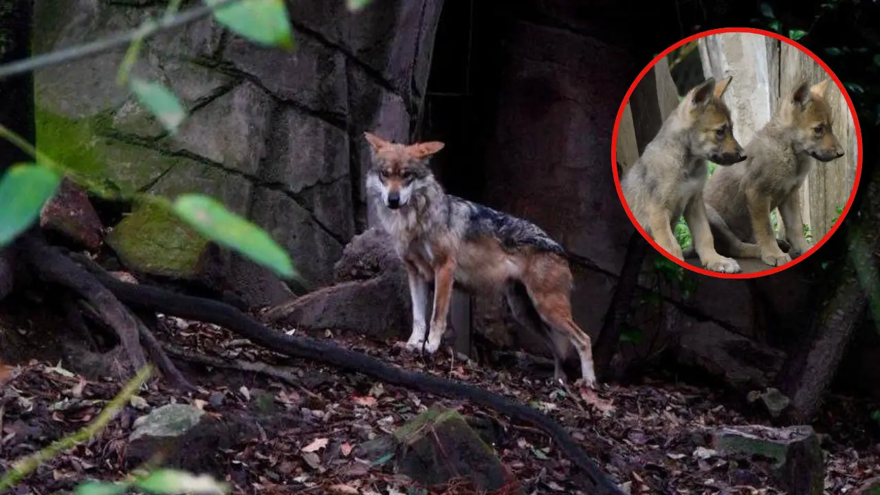 El lobo mexicano fue extinto de su hábitat en los años 70, hoy hay más de 600 ejemplares. Foto: Semarnat.