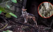 La inesperada noticia sobre el lobo mexicano en Durango que emociona a científicos y ambientalistas