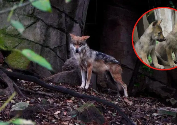 La inesperada noticia sobre el lobo mexicano en Durango que emociona a científicos y ambientalistas