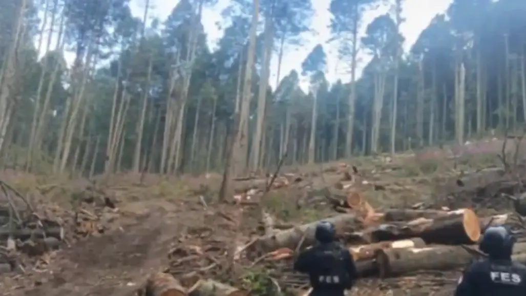 Tala ilegal de los bosques del Edomex: se ha decomisado madera por tala clandestina