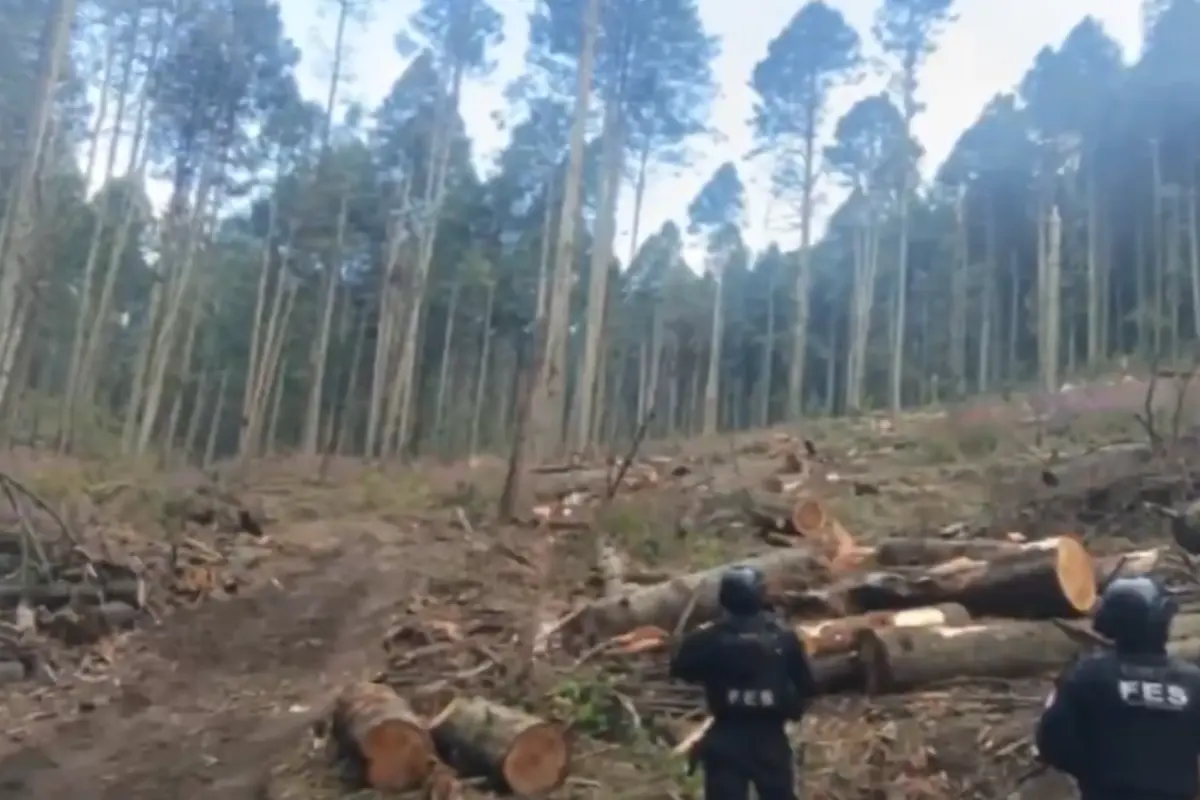 Operativos por la tala ilegal en bosques del Edomex.  Foto: X (@propaem_sma)