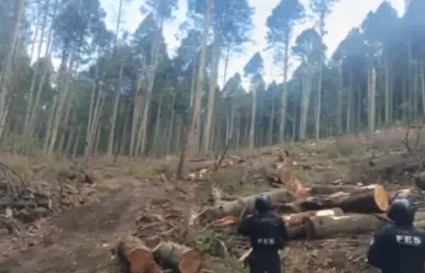 Tala ilegal de los bosques del Edomex: se ha decomisado madera por tala clandestina