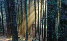 El bosque encantado cerca de CDMX donde todos los visitantes experimentan cosas paranormales