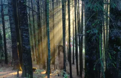 El bosque encantado cerca de CDMX donde todos los visitantes experimentan cosas paranormales