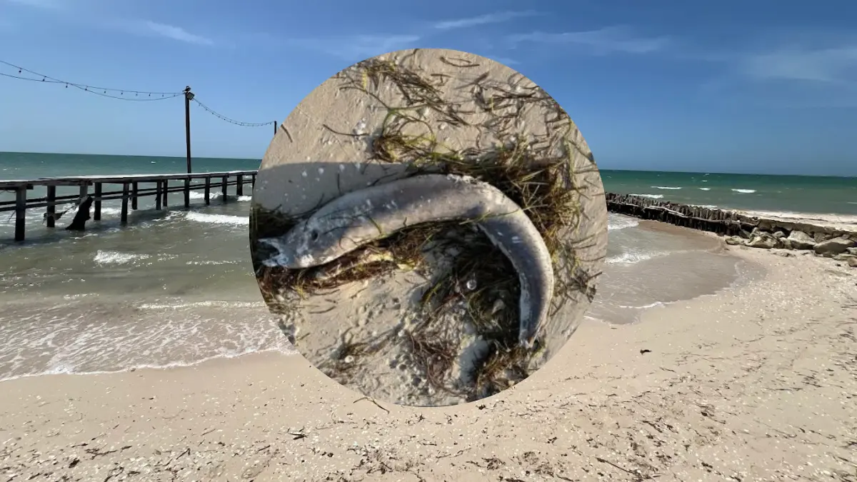El recale de peces peligrosos causa alerta en la costa de Yucatán Foto: Eco Yucatán/Michele Ropelatto Ichimura