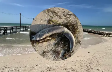 Aparece extraño pez y otra especie peligrosa en la playa de Chelem