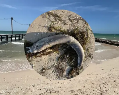 Aparece extraño pez y otra especie peligrosa en la playa de Chelem