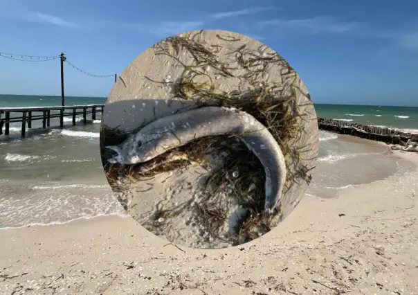 Aparece extraño pez y otra especie peligrosa en la playa de Chelem