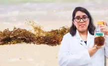 Yucatán será sede del Foro de Innovación Tecnológica Aplicada al Sargazo