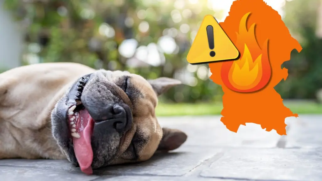 Advierten sobre golpes de calor en mascotas por calor intenso en Coahuila 