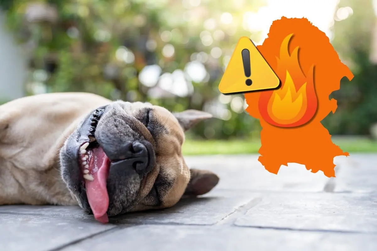 Piden tomar precauciones con mascotas ante calor extremo en Coahuila / Foto: Composición de Canva