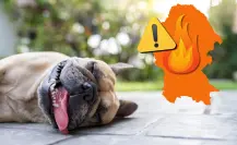 Advierten sobre golpes de calor en mascotas por calor intenso en Coahuila 