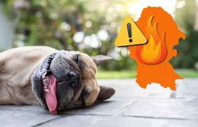 Advierten sobre golpes de calor en mascotas por calor intenso en Coahuila 