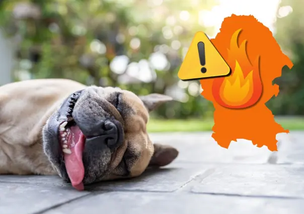 Advierten sobre golpes de calor en mascotas por calor intenso en Coahuila 