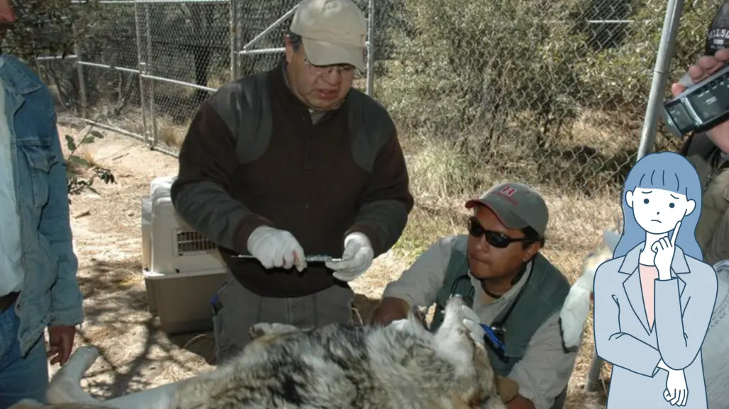 ¿Quién es Jorge Servín y por qué es el encargado de reintroducir el lobo mexicano en Durango?