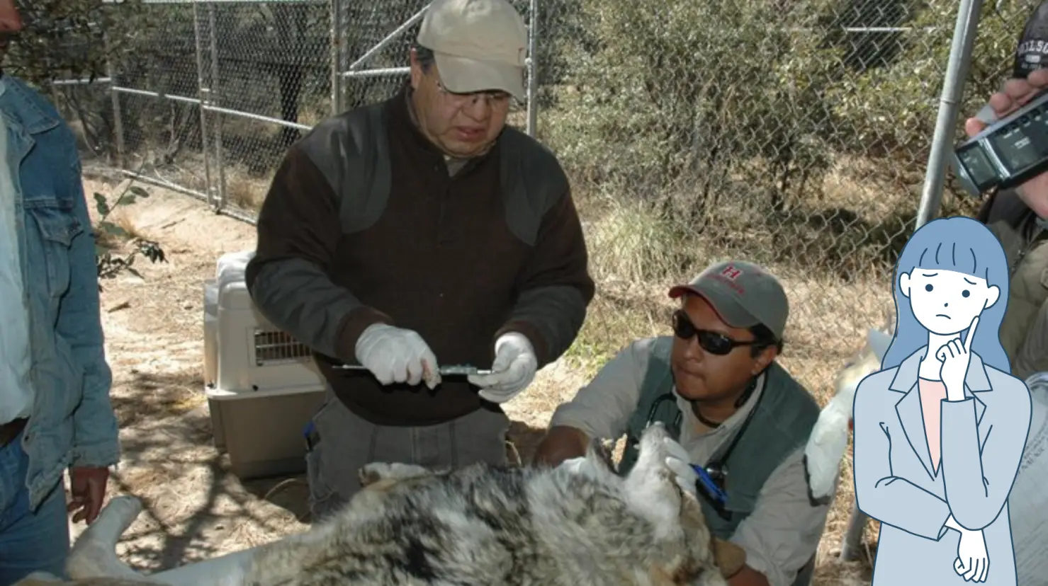 Jorge Servín es un científico que por años ha estudiado el comportamiento del Lobo gris mexicano. Foto: FB Jorge Servín.