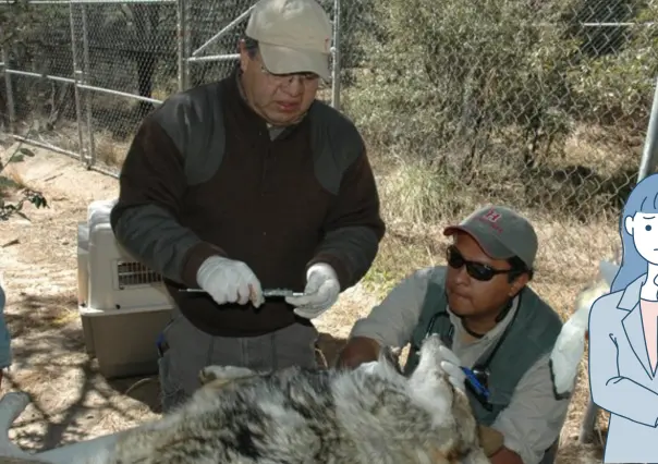 ¿Quién es Jorge Servín y por qué es el encargado de reintroducir el lobo mexicano en Durango?
