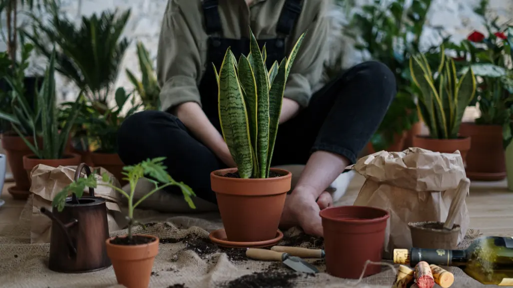 Evita que las raíces de tus plantas se pudran por exceso de agua con este trucazo